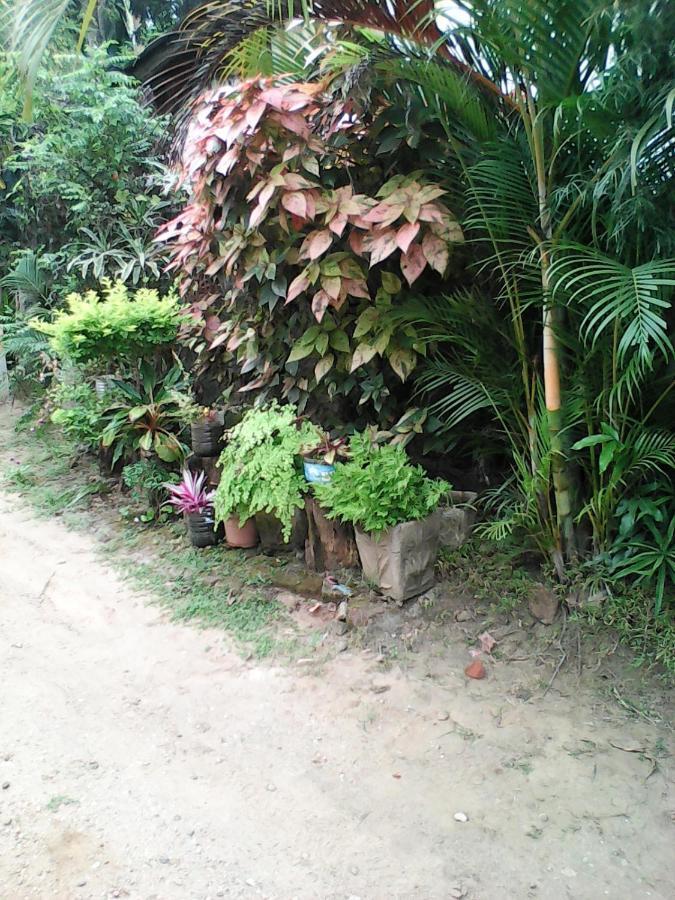 Lotus Inn Tourist Resort Dambulla Eksteriør bilde