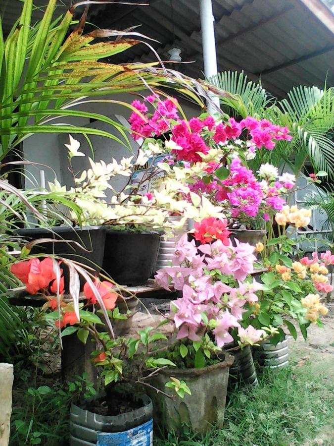 Lotus Inn Tourist Resort Dambulla Eksteriør bilde